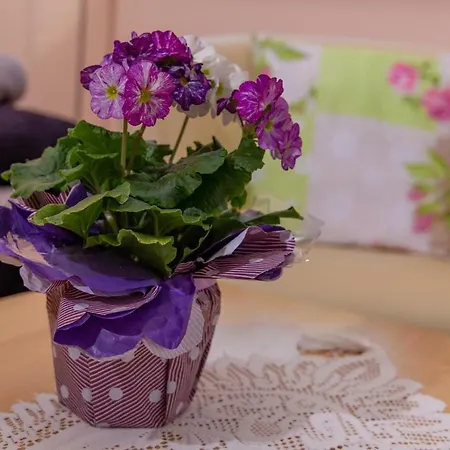 Appartement Kimi's House - *